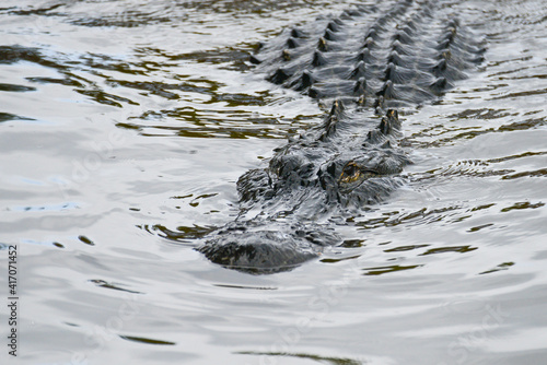 Alligator and her baby crocodile pose in the swamp - Florida, United States	