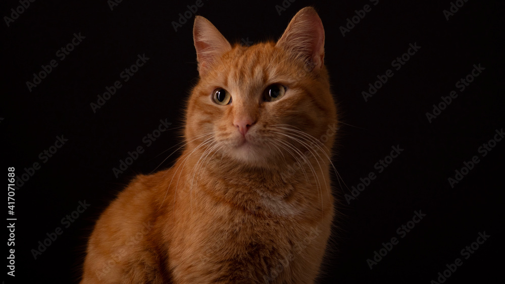 Red cat and a glass of water with lemon on a black background