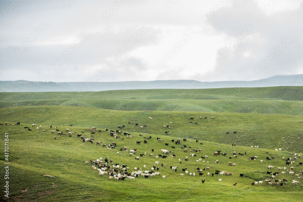 sheep graze in the meadow. sheep graze at the foot of the mountains. pets walk in the steppe sheep graze in the meadow. sheep graze at the foot of the mountains. pets walk in the steppe