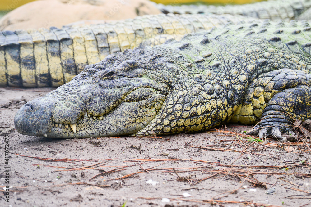 Fototapeta premium Alligator and her baby crocodile pose in the swamp - Florida, United States 
