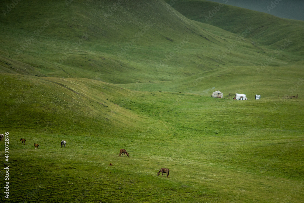 horses graze in the meadow. horses graze at the foot of the mountains. pets walk in the steppe horses graze in the meadow. horses graze at the foot of the mountains. pets walk in the steppe