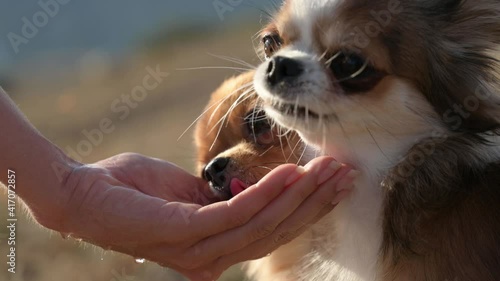 woman owner hand giving fresh water drink for two little chihuahua dogs during outdoor leisure activity