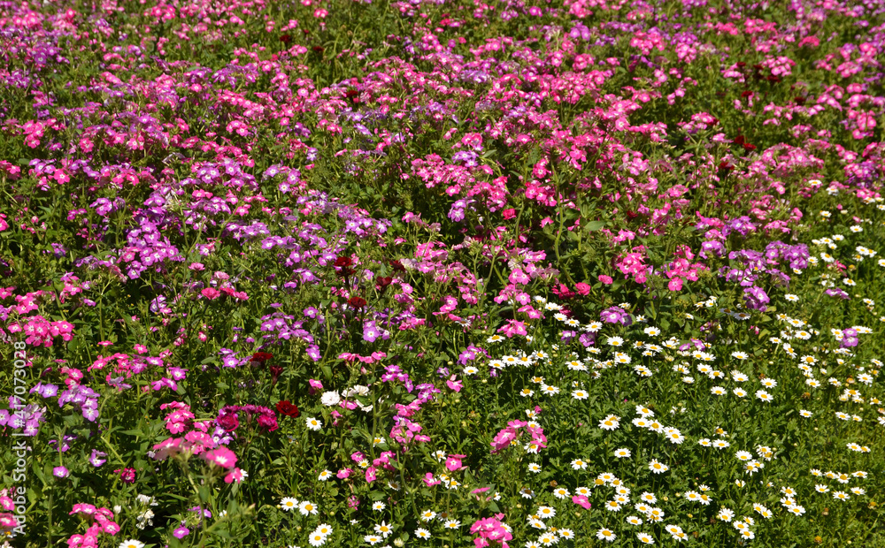 Field of colorful wildflowers in summer season 
