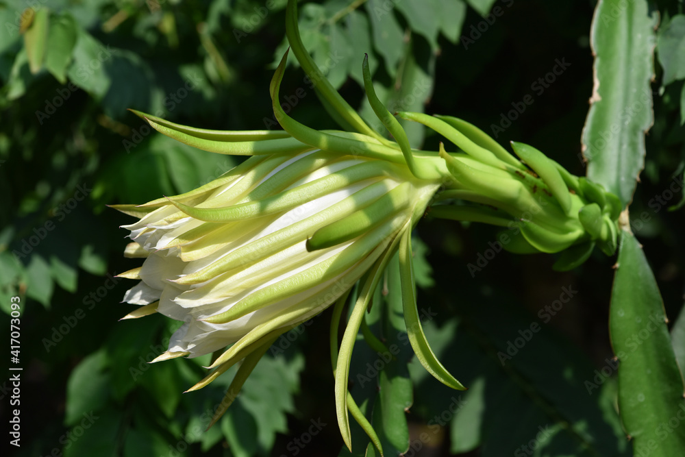 Obraz premium A dragon fruits flower blooming in plantation .