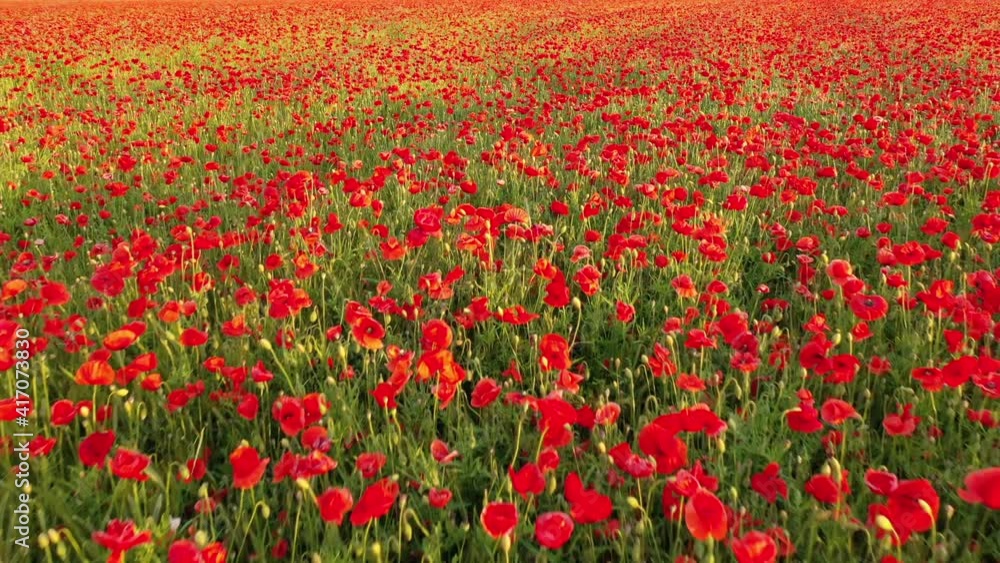 Beautiful drone view of a colorful field of wild poppies in the countryside. Aerial nature landscape. Beautiful drone view of a colorful field of wild poppies in the countryside. Aerial nature landscape.