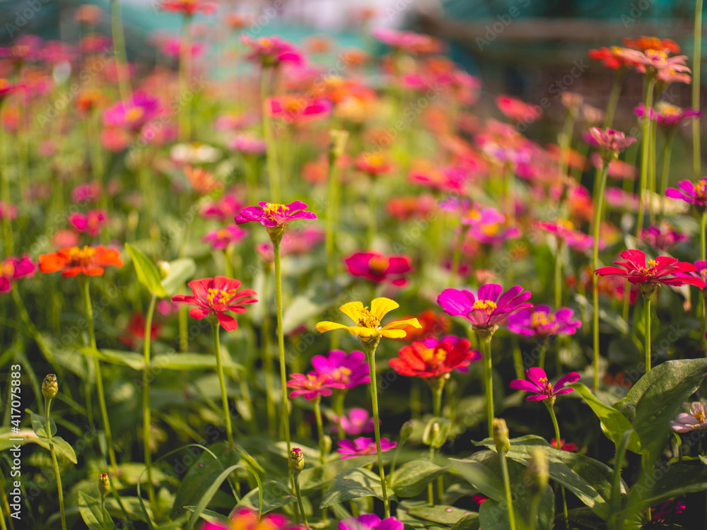 Colored flowers and little bees Colored flowers and little bees