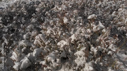 Bilberry shrubs covered with snow in mountains. Beskid Sadecki in winter.