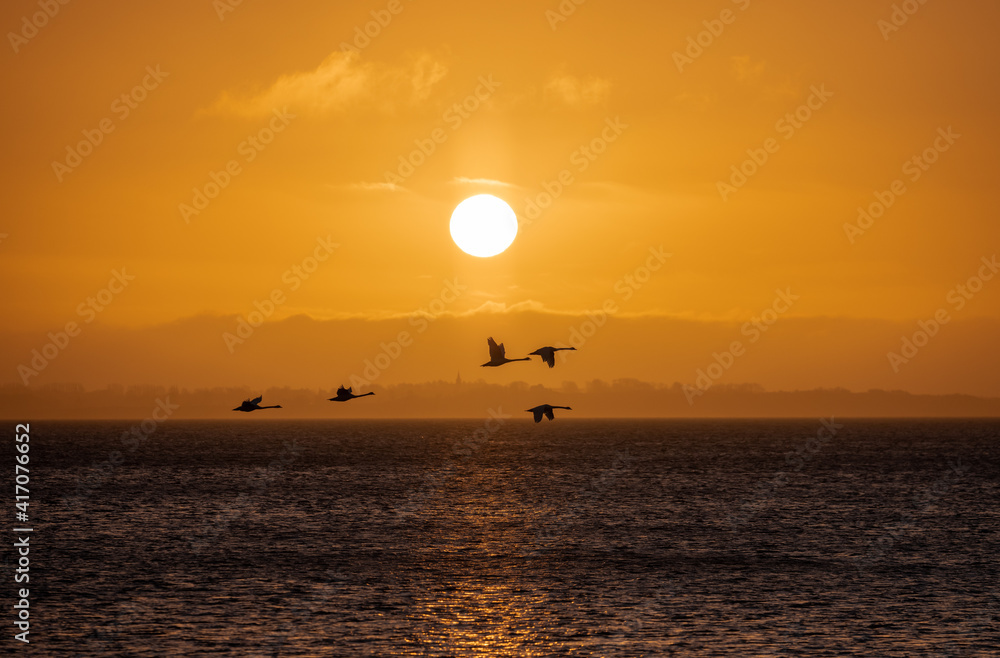 colourful sunrise with swan flying