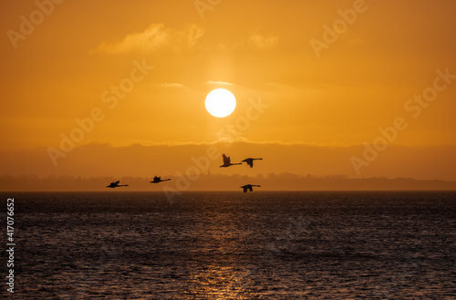 colourful sunrise with swan flying