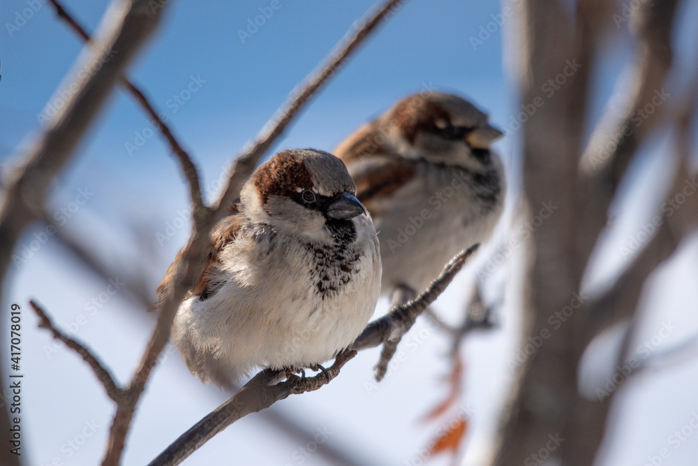 sparrow on branch sparrow on branch