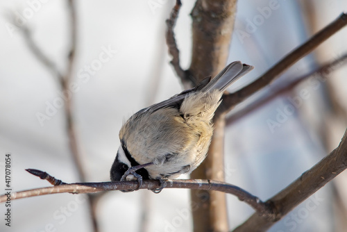 black backed shrike