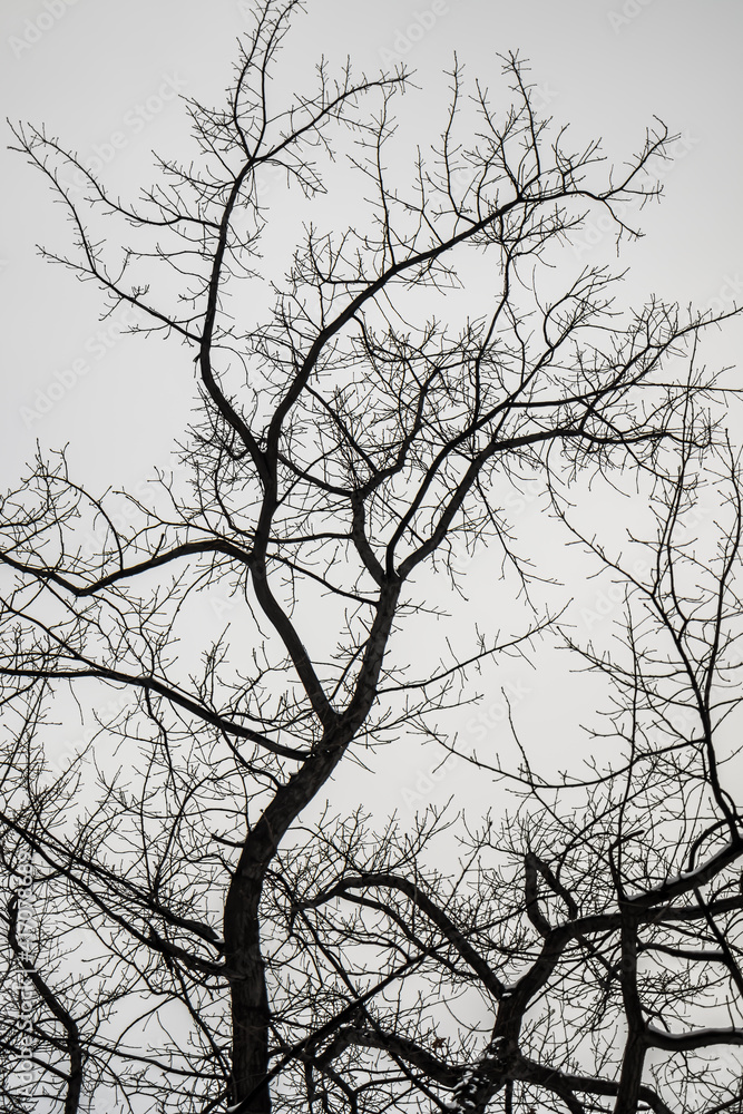 Silhouette of a tree in winter against a cloudy sky as a background.