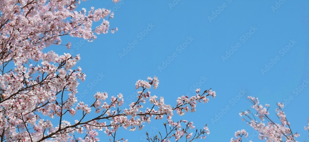 満開の桜と青空、桜の花、染井吉野、日本の春の風景