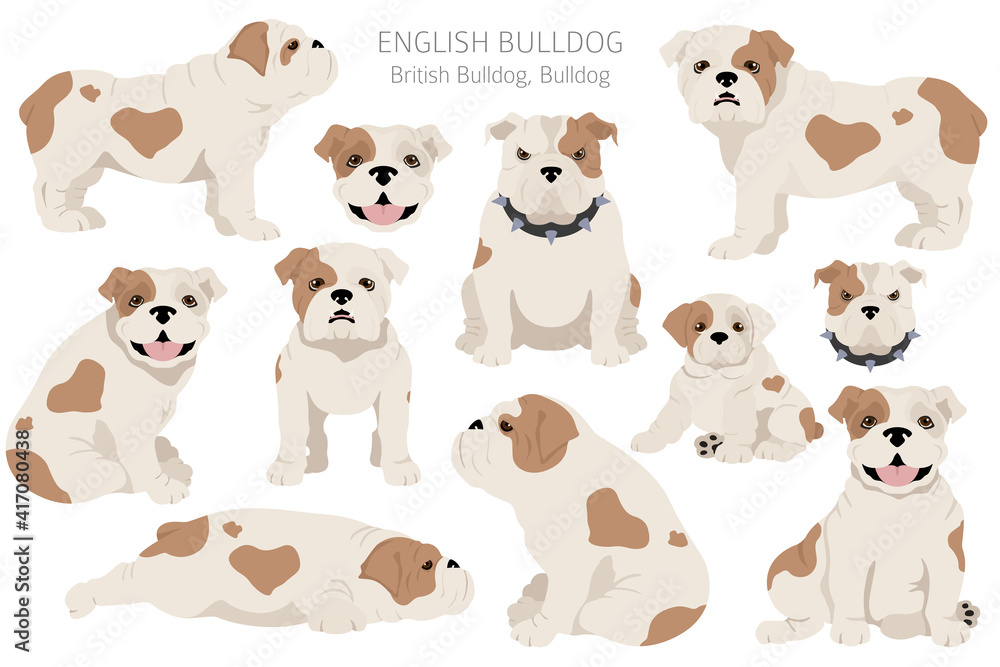 Ταπετσαρία English bulldog clipart. Different poses, coat colors set.