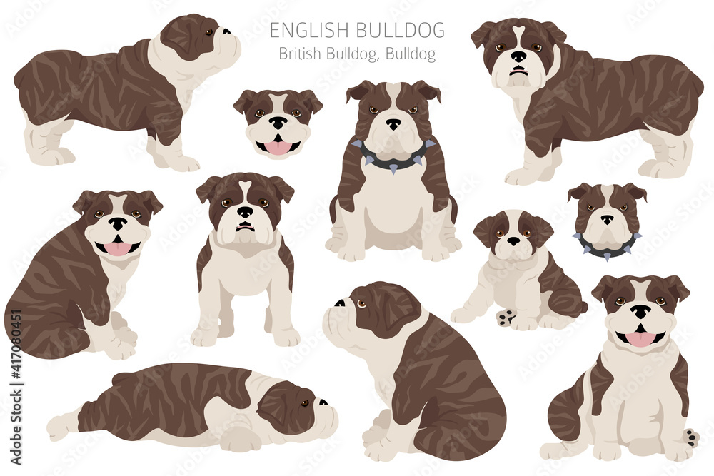 English bulldog clipart. Different poses, coat colors set.