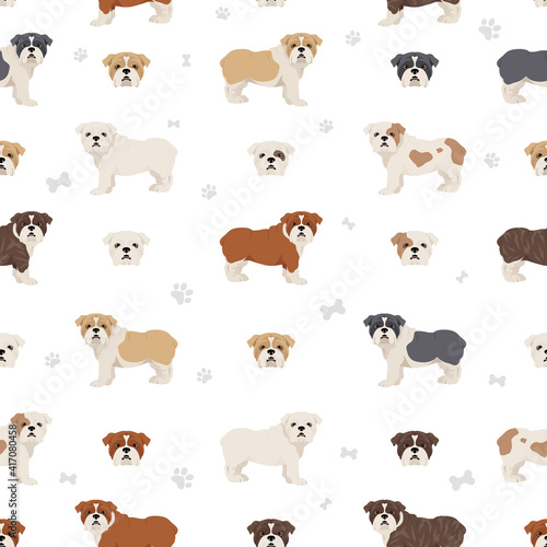 Fototapeta Naklejka Na Ścianę i Meble -  English bulldog seamless pattern. Different poses, coat colors set