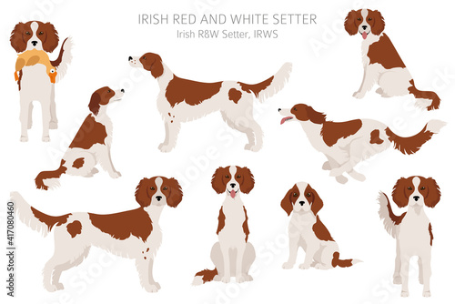 Irish red and white setter clipart. Different poses, coat colors set