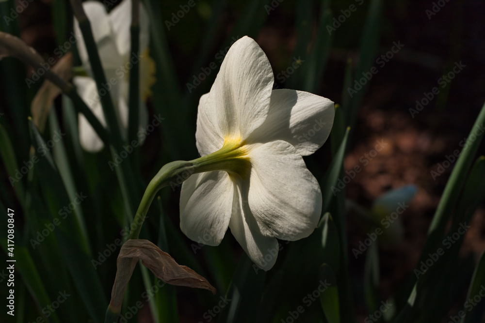 Fototapeta premium Backside of white narcissus flowers on the spring meadow