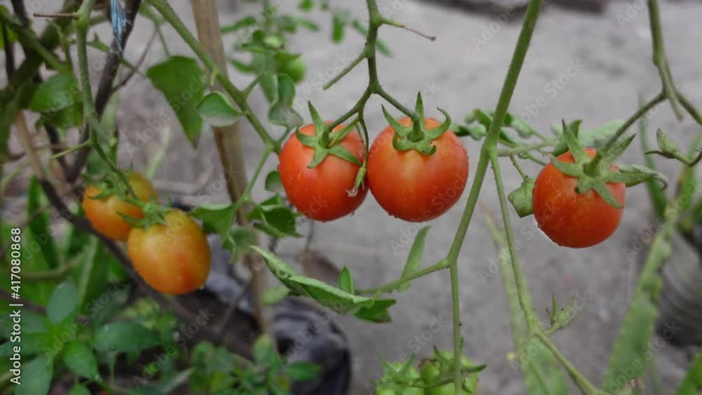 Red tomato vegetables are hanging on a branch in the rooftop garden. Growing natural vegetables in the vegetable garden. 4k Video. Red tomato vegetables are hanging on a branch in the rooftop garden. Growing natural vegetables in the vegetable garden. 4k Video.