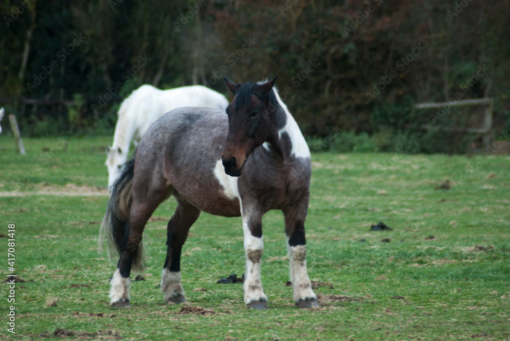 English horses at a stable in united kingdom English horses at a stable in united kingdom