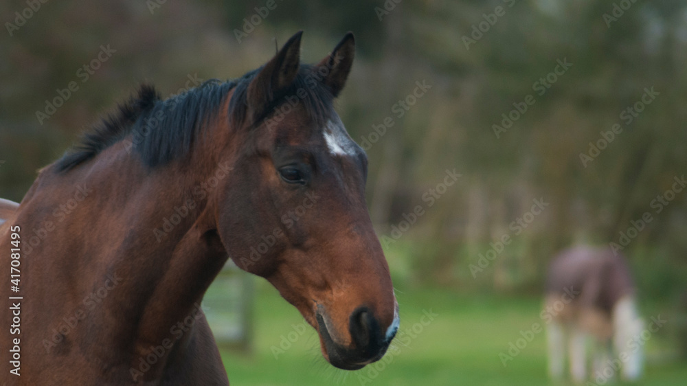 Naklejka premium English horses at a stable in united kingdom