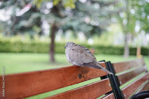 collared dove sleeping on a bench in a park photo