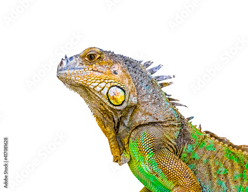 Exotic animal green iguana on a white background.