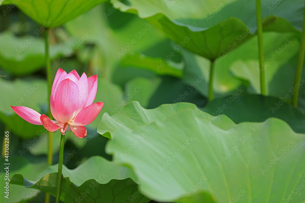 Beautiful lotus in the pond Beautiful lotus in the pond