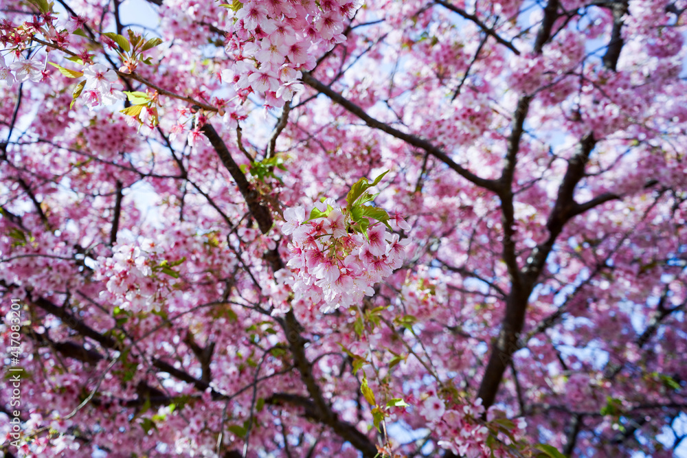 Fototapeta premium 河津桜 ピンク色の花吹雪