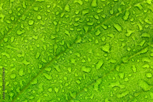 Wood leaf background with water drops close up. Natural background. 