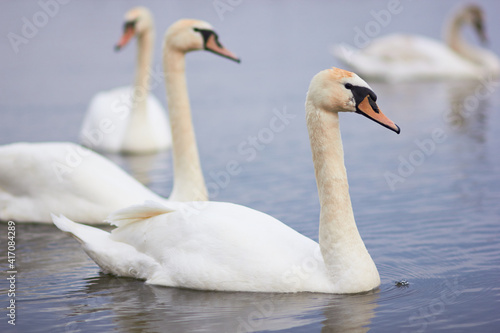 Fototapeta Naklejka Na Ścianę i Meble -  Beautiful swan birds float on the reflective water of the lake.
