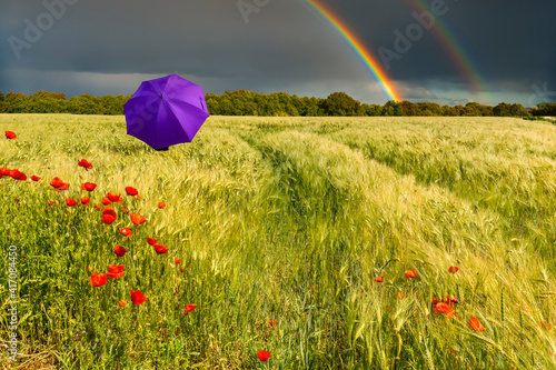 Lonely umbrella among ripening wheat and blossoming poppies, on horizon seen ...