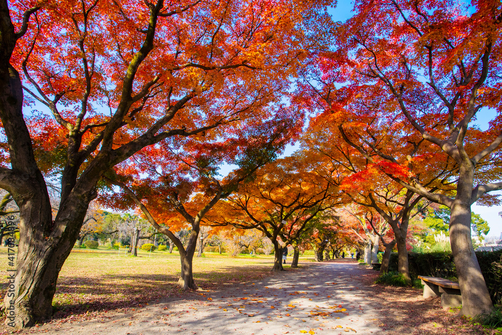 小石川植物園　紅葉