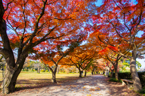 小石川植物園　紅葉