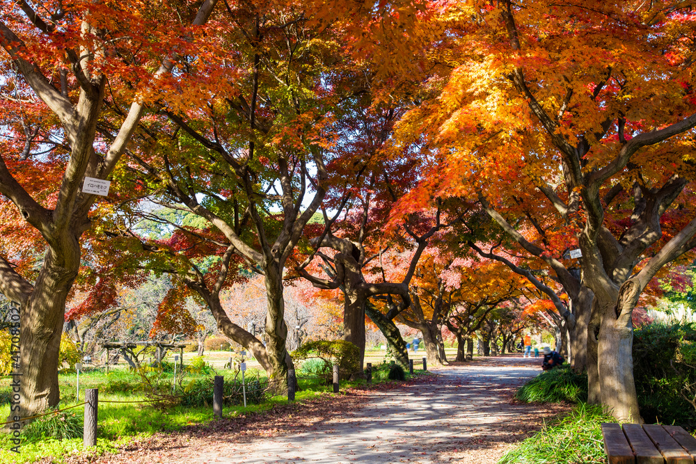 Naklejka premium 小石川植物園 紅葉