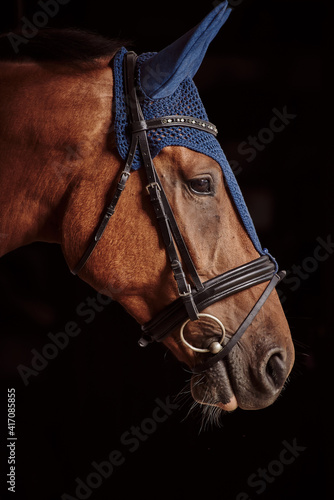 Portrait of a horse in profile. A horse in earmuffs. close up