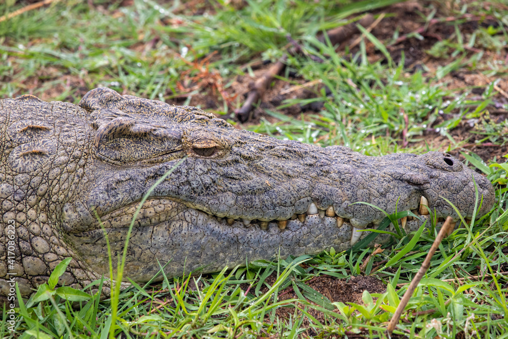Obraz premium Crocodile, Kruger National Park, South Africa