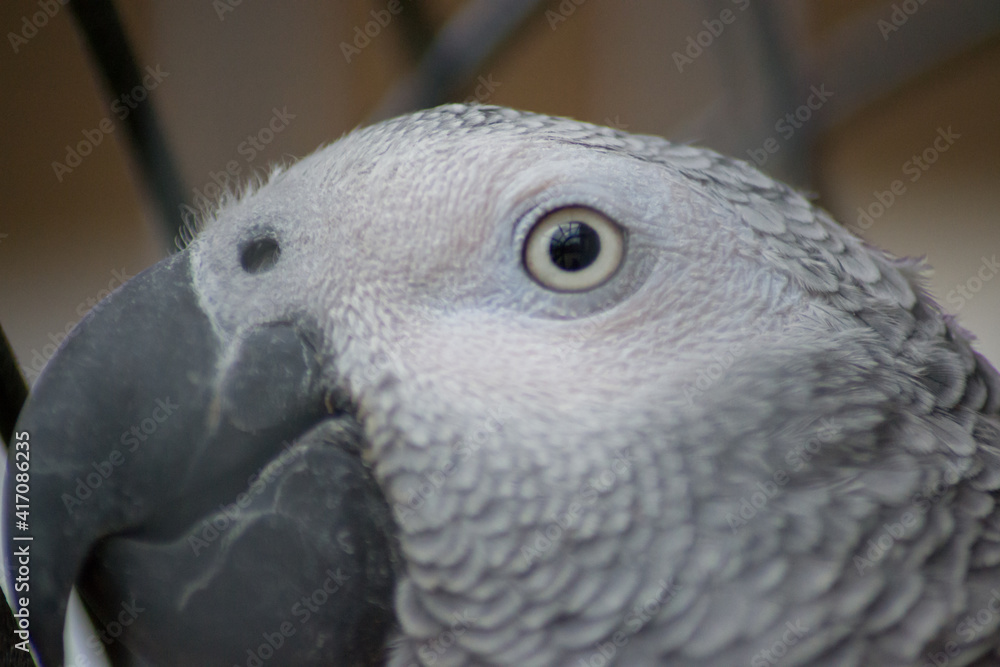 Fototapeta premium Caged wild animal, African gray parrot head and eyes close-up , animal wildlife, pets, domestic parrot