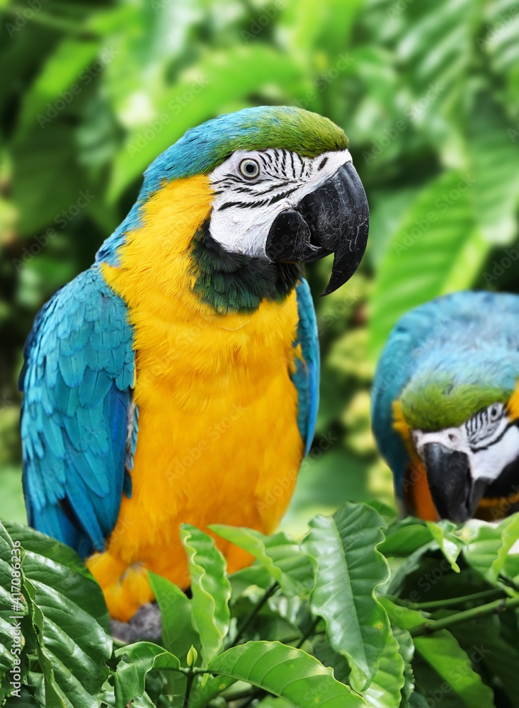 Blue-and-yellow macaw outdoors