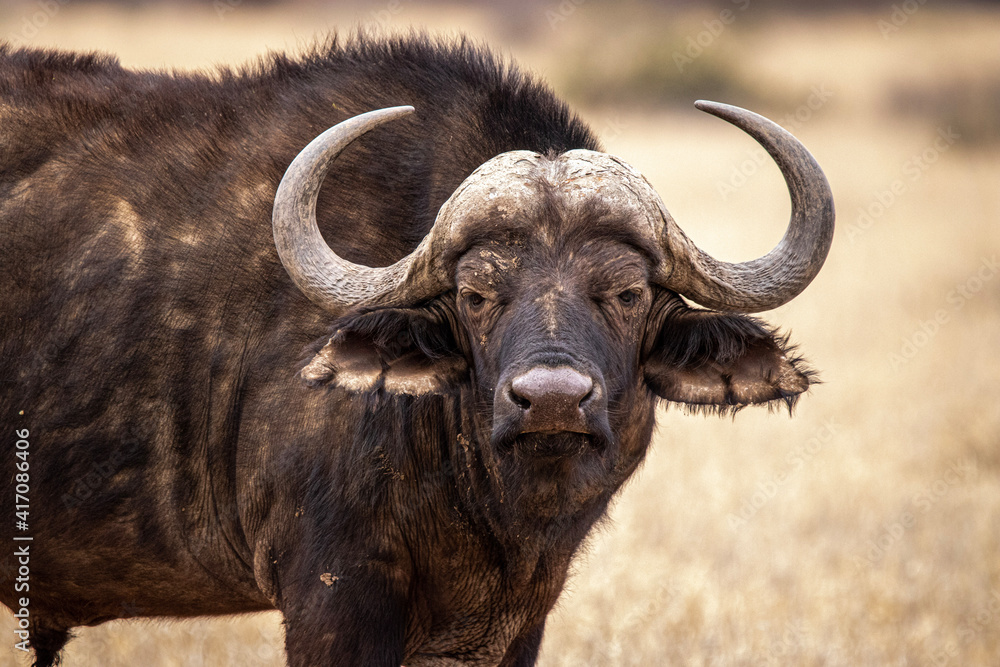 Cape Buffalo, Mokala National Park, Kimberley, South Africa Cape Buffalo, Mokala National Park, Kimberley, South Africa