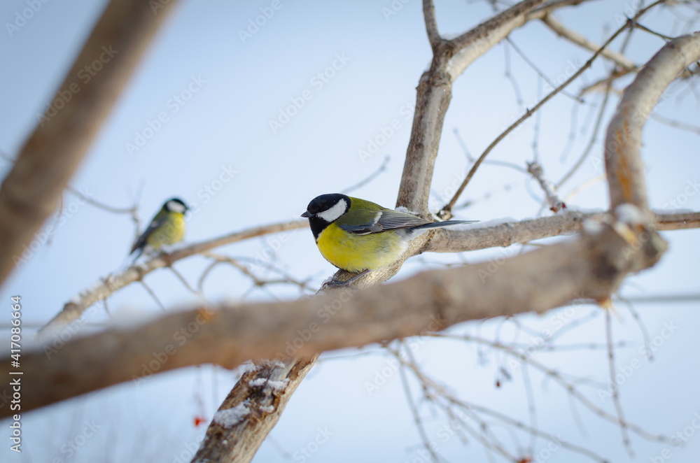 The titmouse is a small, songbird. The titmouse is a small, songbird.