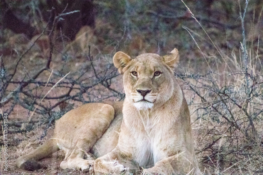 Fototapeta premium Lioness, Pilansberg National Park