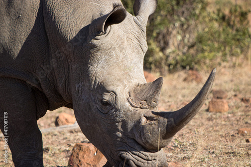 White Rhino  Pilansberg National Park