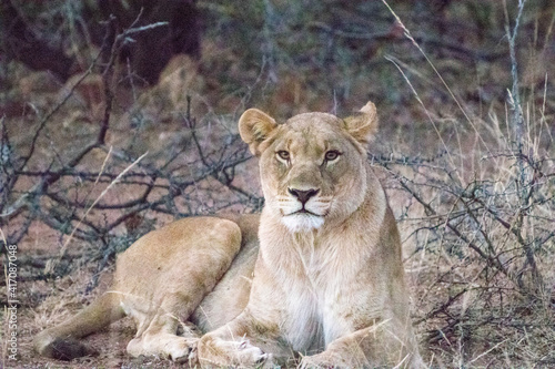 Lioness, Pilansberg National Park