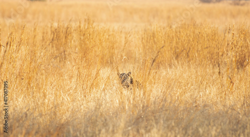 Leopard , the Ghost of the Savanah, Pilansberg National Park