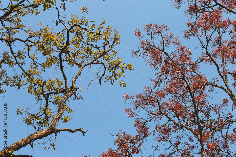 Summer Trees with Falling Leaves Beautiful Pattern Sky Background Summer Trees with Falling Leaves Beautiful Pattern Sky Background