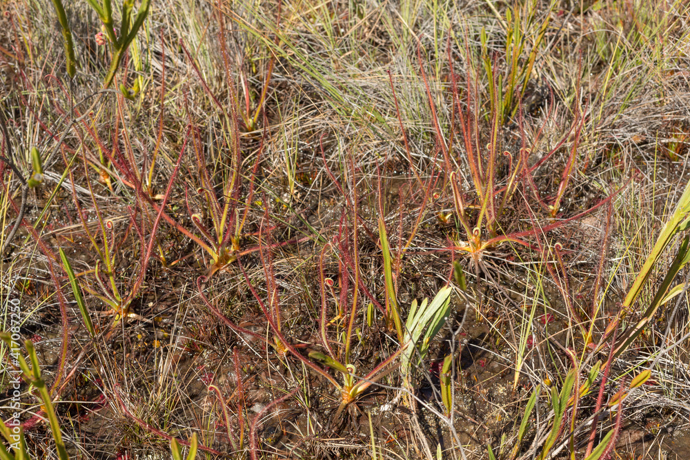 Group of the Sundew Drosera spiralis (a carnivorous plant) seen in nature close to Itacambira in Minas Gerais, Brazil