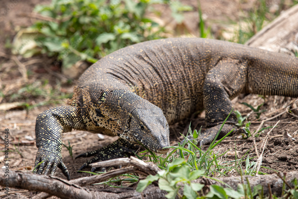 Monitor Lizard, Kruger National Park, South Africa Monitor Lizard, Kruger National Park, South Africa