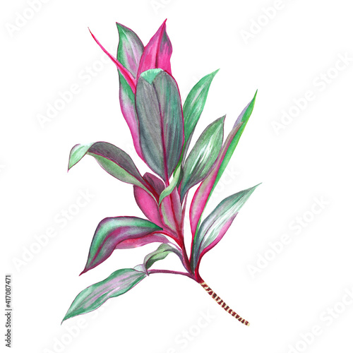 Fotografia Watercolor tropical plant illustration