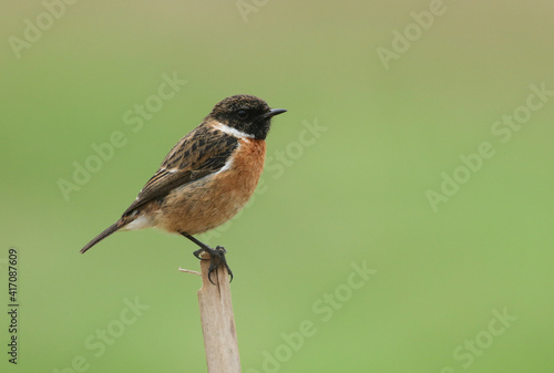 A male Stonechat, Saxicola rubicola, perching on the tip of a reed. It is looking around for insects to capture and eat.